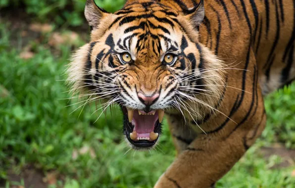 Tiger, looking, teeth, grunting