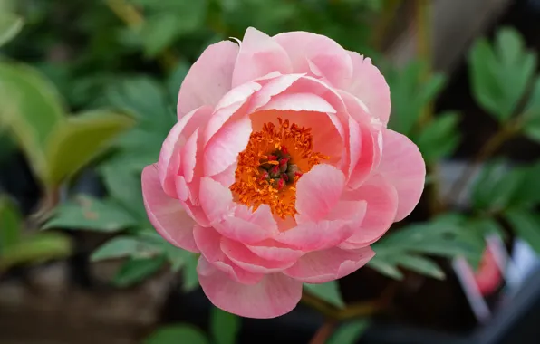 Flower, leaves, macro, pink, bokeh, peony