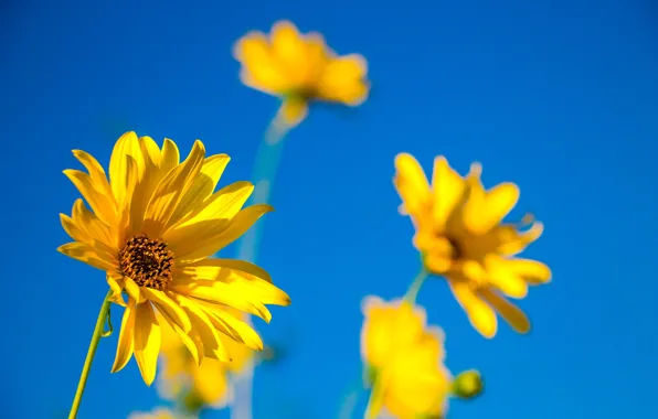 Picture Flowers, Yellow flowers, Yellow flowers