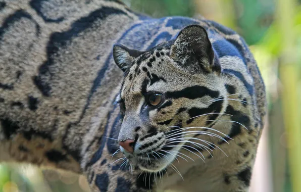 Picture look, nature, animal, predator, color, clouded leopard
