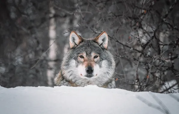 Winter, forest, look, face, snow, branches, nature, pose