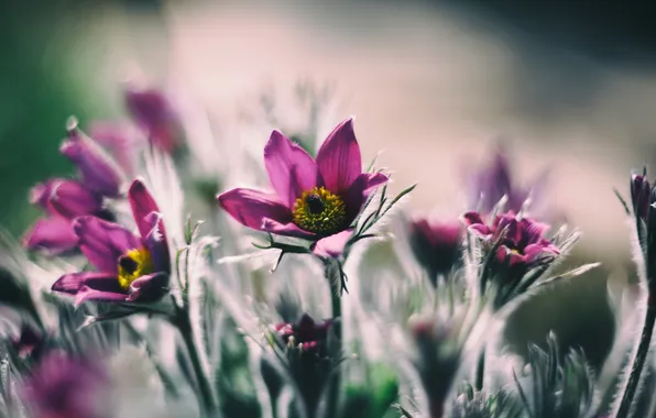 Flowers, nature, background