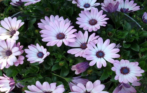 Tenderness, pink, Daisy