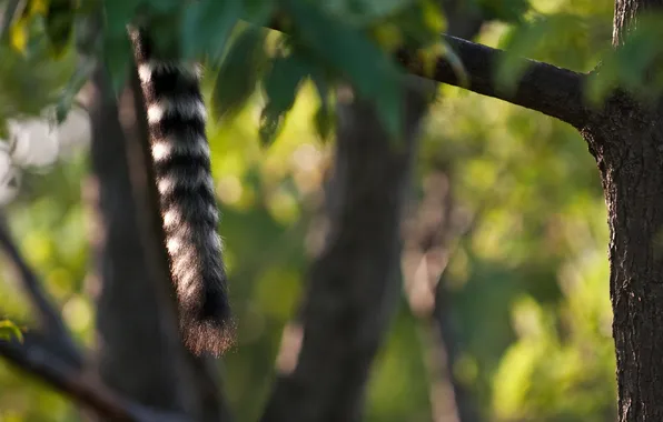 NATURE, TREE, TAIL, LEAVES, BRANCH, STRIPED, LEMUR