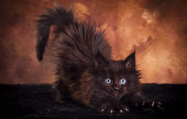 Cat, look, pose, the dark background, kitty, black, fluffy, muzzle