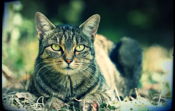Picture eyes, cat, nature