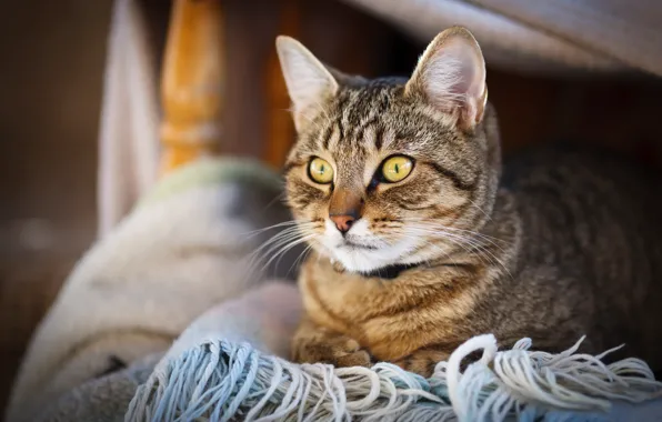 Cat, cat, look, portrait, scarf, kitty
