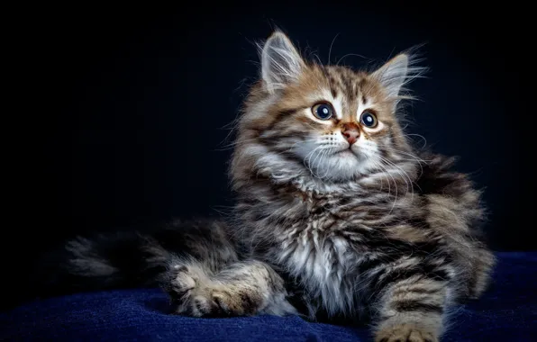 Look, pose, baby, kitty, sitting, pussy