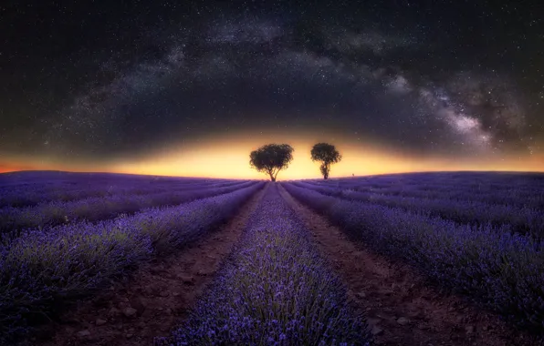 Summer, the sky, space, stars, light, trees, flowers, night