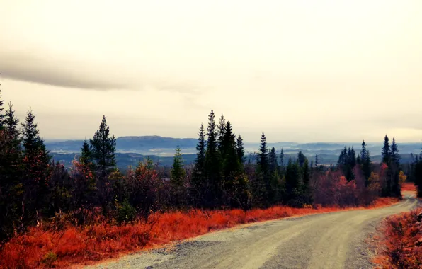 Picture road, autumn, forest, Norway
