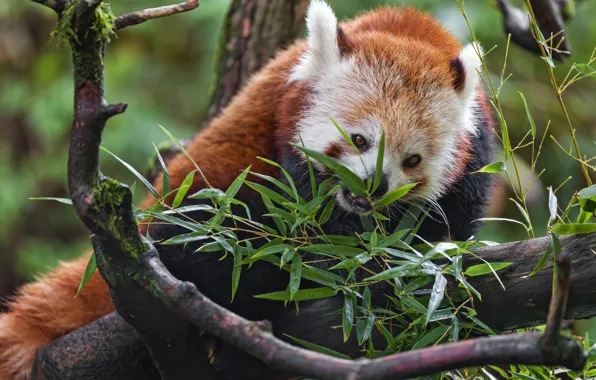 Leaves, branches, tree, red Panda, red Panda