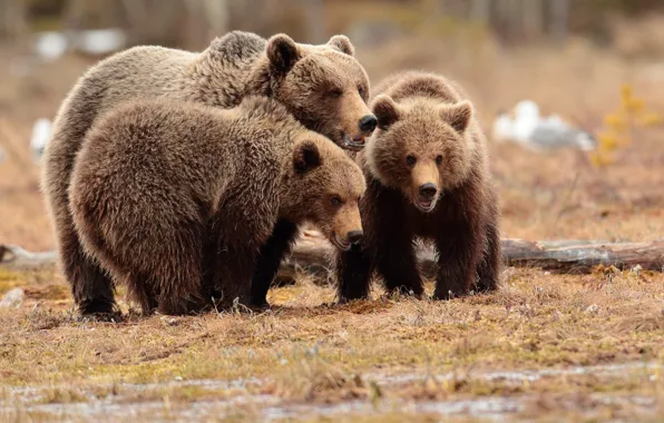 Autumn, look, nature, pose, glade, bear, bears, bears
