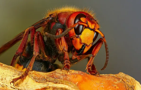 Macro, background, insect, hornet, bark