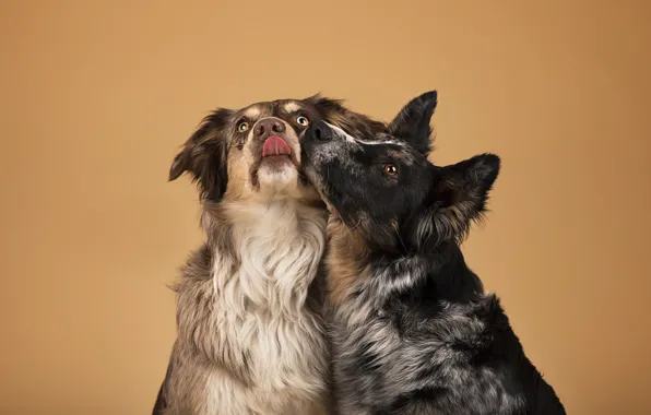 Picture background, two dogs, Now Kiss