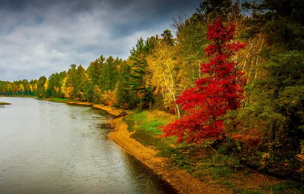 Autumn, forest, trees, landscape, nature, river, photo