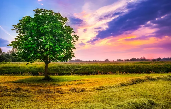 Field, the sky, grass, clouds, trees, meadow, chestnuts