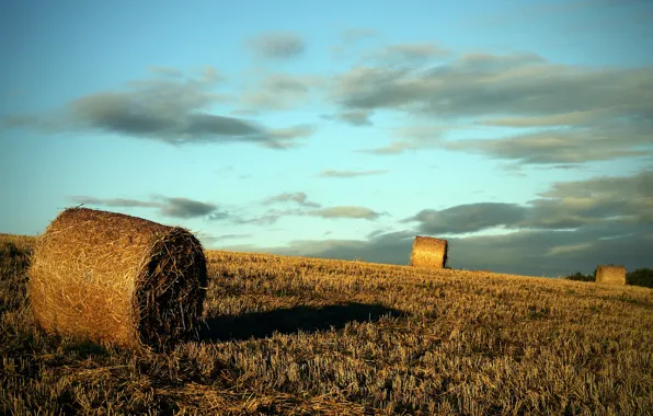 Picture field, the evening, rolls, the harvest