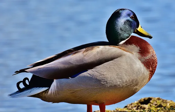 Animal, bird, duck