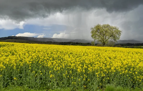 Tree, rape, rapeseed field