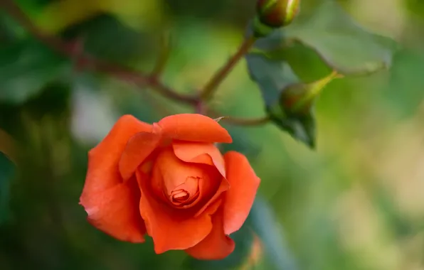 Macro, orange, roses, buds