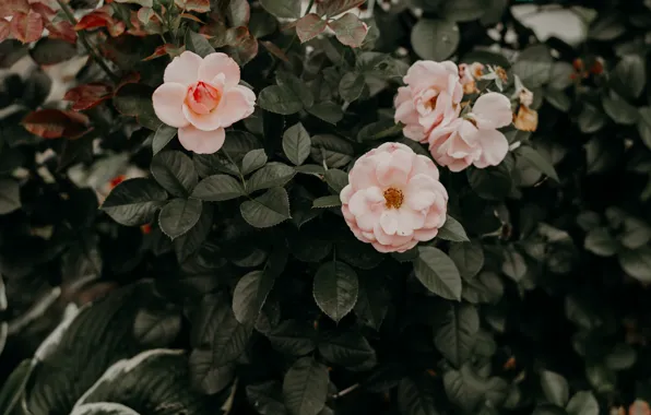 Roses, rose Bush, pale pink