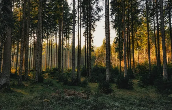 Picture forest, trees, pine, pine forest