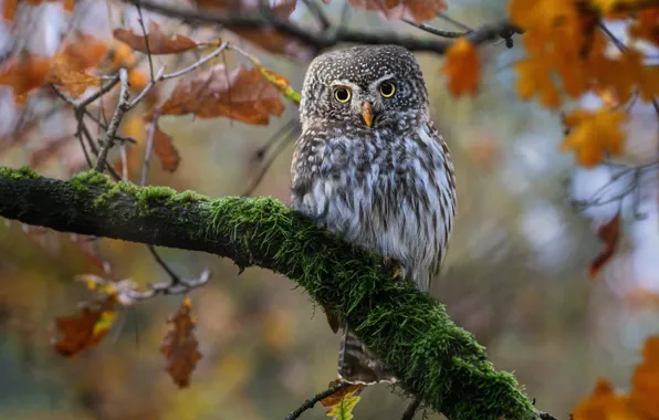 Autumn, look, nature, owl, bird, foliage, moss, branch