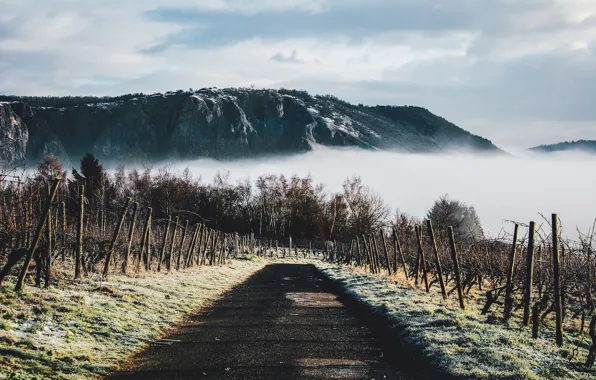 Wine, mountain, fog, way, pathway, grapes, freeze, path