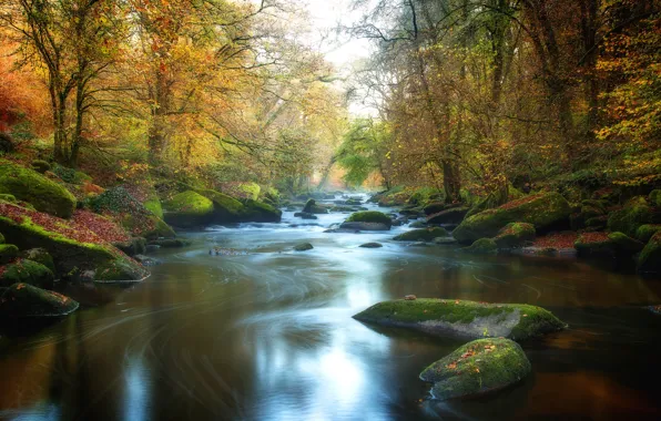 Picture autumn, forest, river, stones, shore, foliage, river, pond
