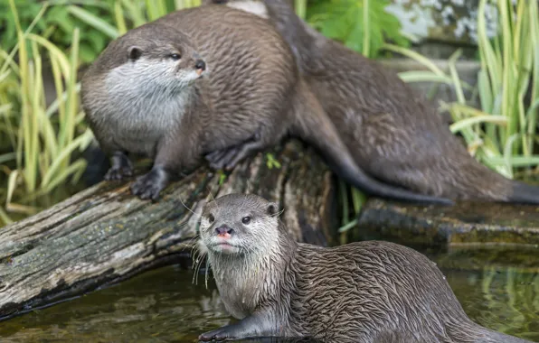 Picture log, pond, ©Tambako The Jaguar, otters