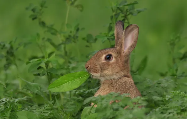 Grass, hare, leaf, ears, face