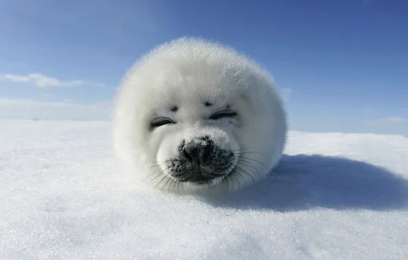 Ice, the sky, snow, animal, seal