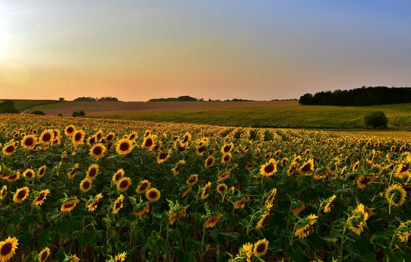 Picture field, sunflowers, landscape, sunset
