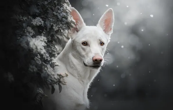 Look, face, background, portrait, dog, the bushes, The white Swiss shepherd dog