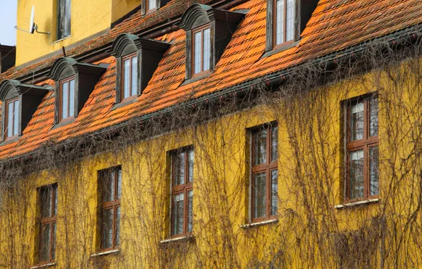 Windows, house, park, building
