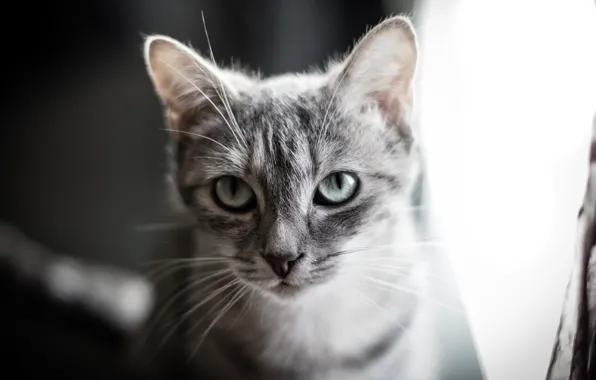 Picture cat, eyes, cat, grey