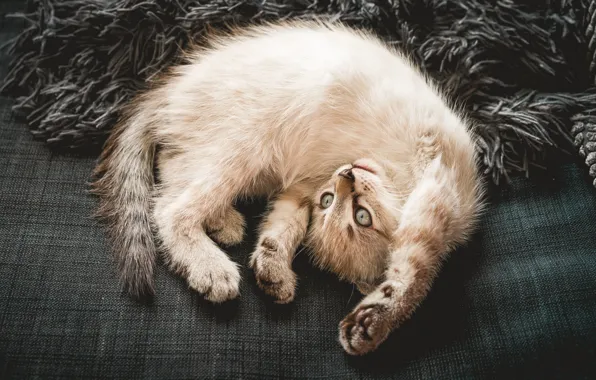 Cat, cat, look, pose, sofa, legs, lies, fur