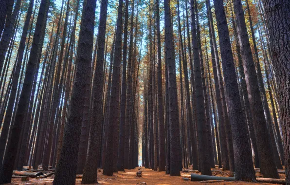 Forest, trees, trunks, pine, Bor, pine