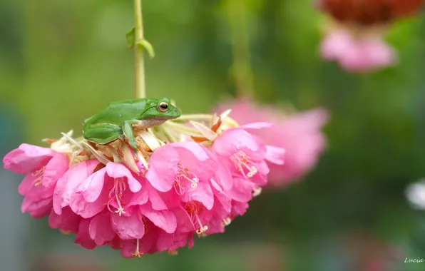 Macro, flowers, frog, treefrog, inflorescence, drevenica