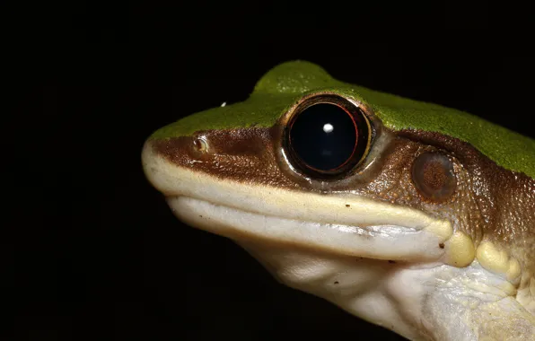Picture look, face, macro, frog, portrait, black background, reptile