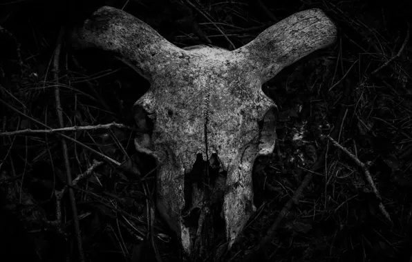 Forest, Minimalism, Skull