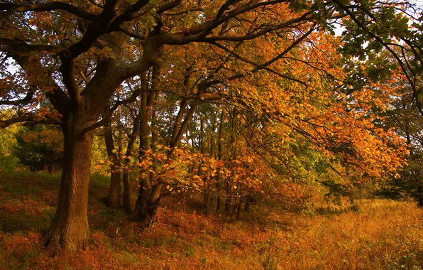 Picture autumn, forest, trees, branches, nature, Park, glade, foliage