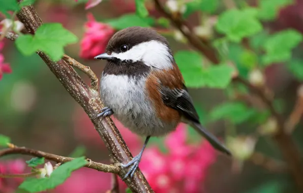 Leaves, flowers, bird, branch, spring, flowering, bokeh, tit
