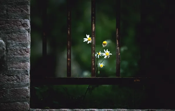 Picture flowers, the fence, chamomile