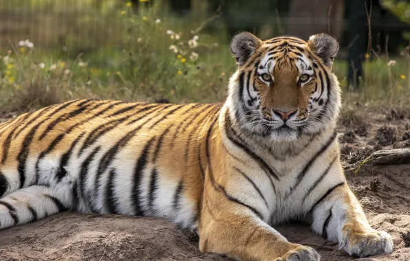 Picture lies, look, nature, face, tiger, zoo