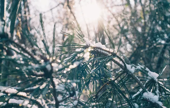 The sun, light, snow, needles, branches, needles, pine