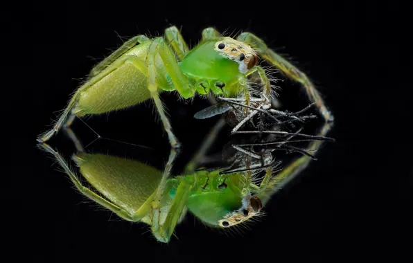 Macro, reflection, background, spider, insect