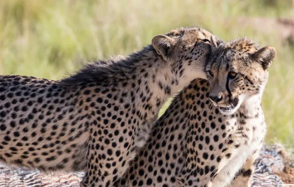 Picture the game, predators, bite, pair, wild cats, two, young, cheetahs
