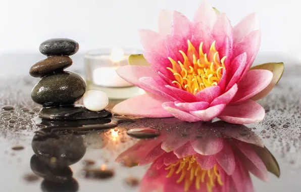 Water, drops, macro, reflection, stones, Nymphaeum, water Lily