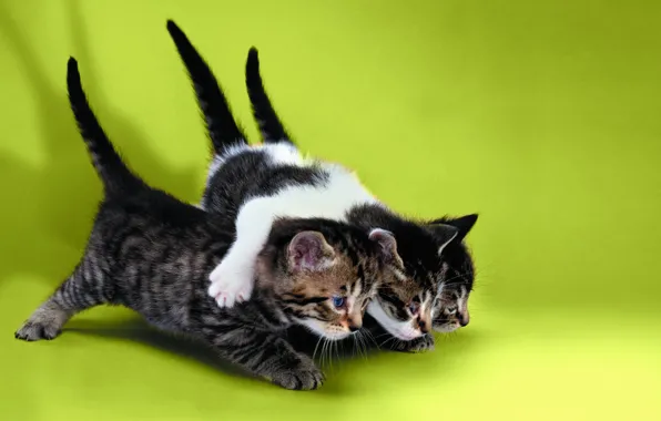 Cats, kittens, three kittens